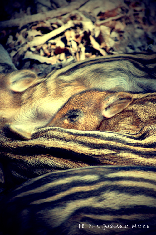 Photo#069